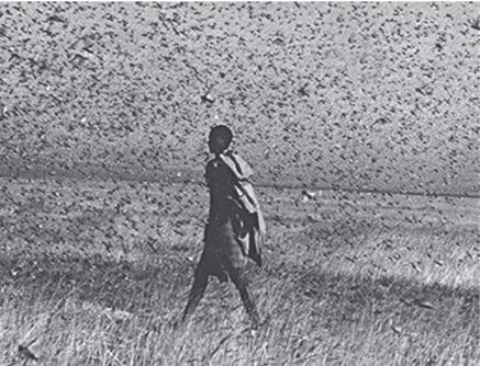 locust swarm ethiopia